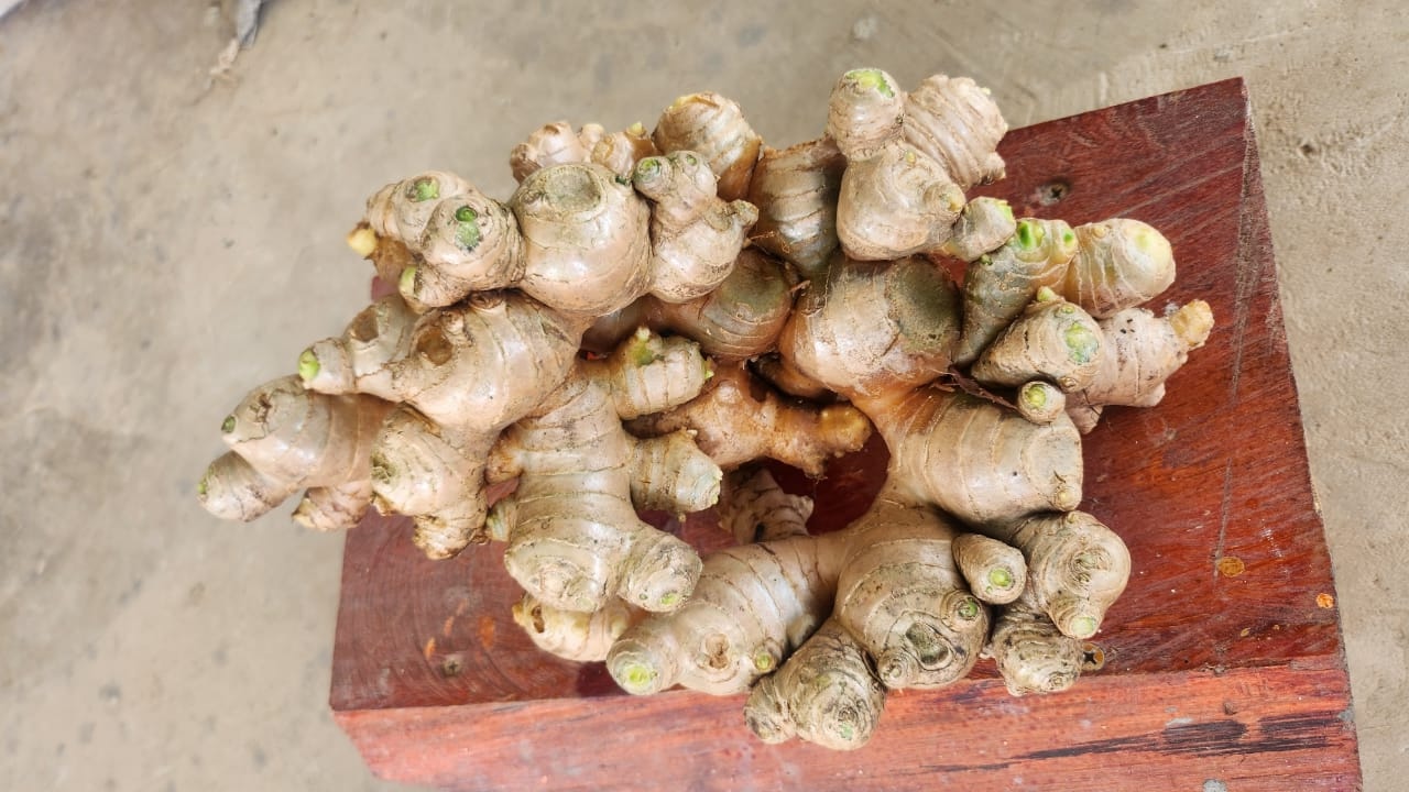 Tambunan Ginger